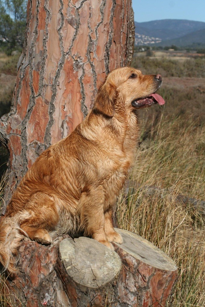 Phoebe Du Ruisseau Des Sapins