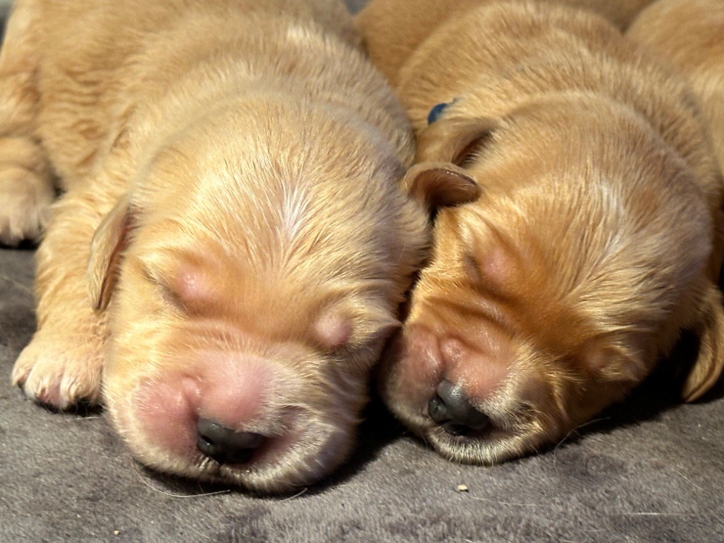 Golden Groupie - Chiot disponible  - Golden Retriever