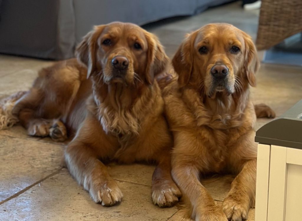 Golden Groupie - CHIOTS DISPONIBLES 