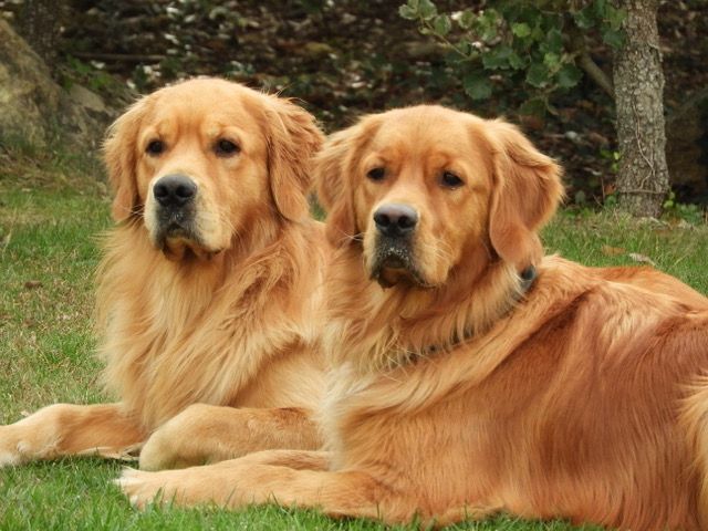 DES CHIOTS SONT ATTENDUS POUR LE MOIS DE MARS 2025